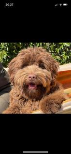 Medium, fleece choco doodles met Australian bloed, Parvo, Overige rassen, 8 tot 15 weken, Meerdere