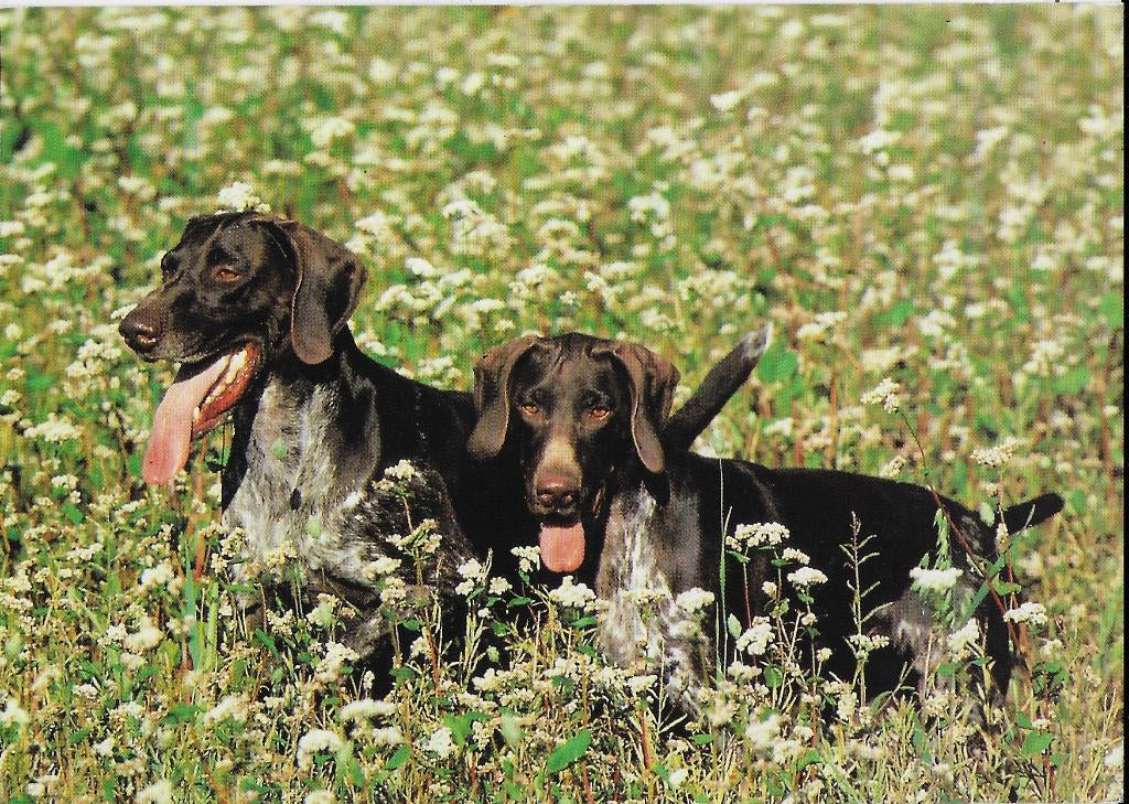 Tk31 ongelopen ansichtkaart jacht honden, Ophalen of Verzenden, 1980 tot heden, Ongelopen, Overige thema's