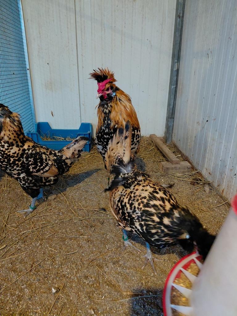 Broedeieren van de Brabanter, Baardkuifhoen en Kuifhoenkriel, Vrouwelijk, Kip