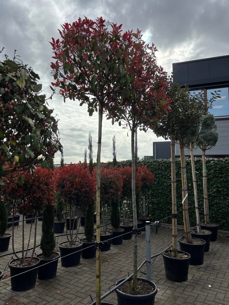 Photinia fraseri Red Robin, Lente, 100 tot 250 cm, Ophalen, In pot