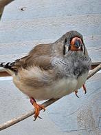 Jonge zebravinken, Meerdere dieren