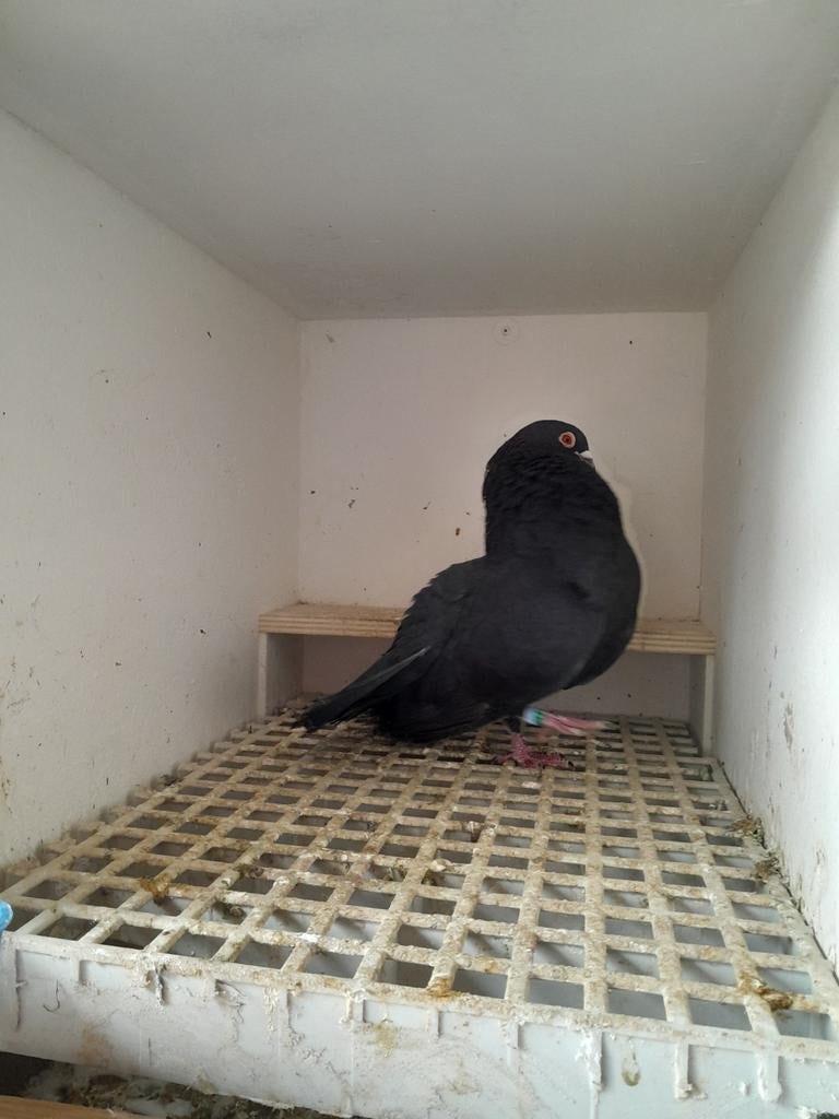 Morrillero kropper, Dieren en Toebehoren, Mannelijk