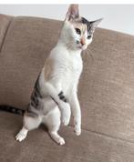 Nieuw huisjes voor deze prachtige kat, Dieren en Toebehoren, Katten en Kittens | Overige Katten