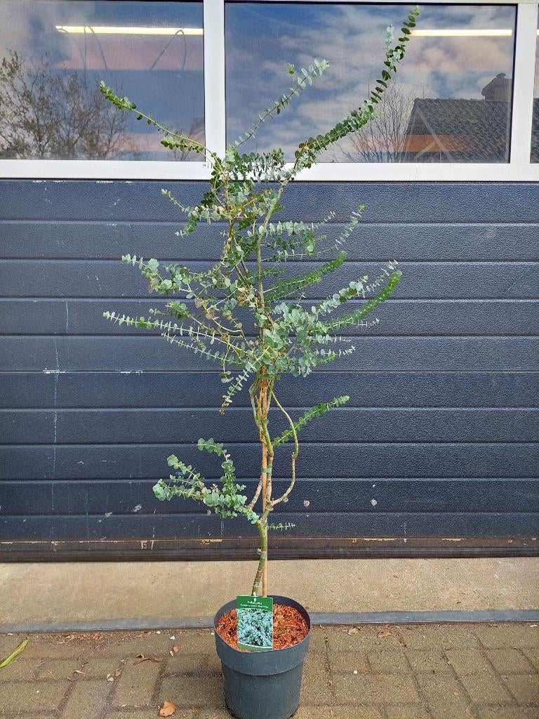 Eucalyptus Cinerea 'Silver Dollar' - Eucalyptusboom H:155 cm, Bloeit niet, Overige soorten, 100 tot 250 cm, Ophalen