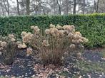 8 grote hortensia's zelf uitgraven, Tuin en Terras, Ophalen, Hortensia, Struik, 100 tot 250 cm