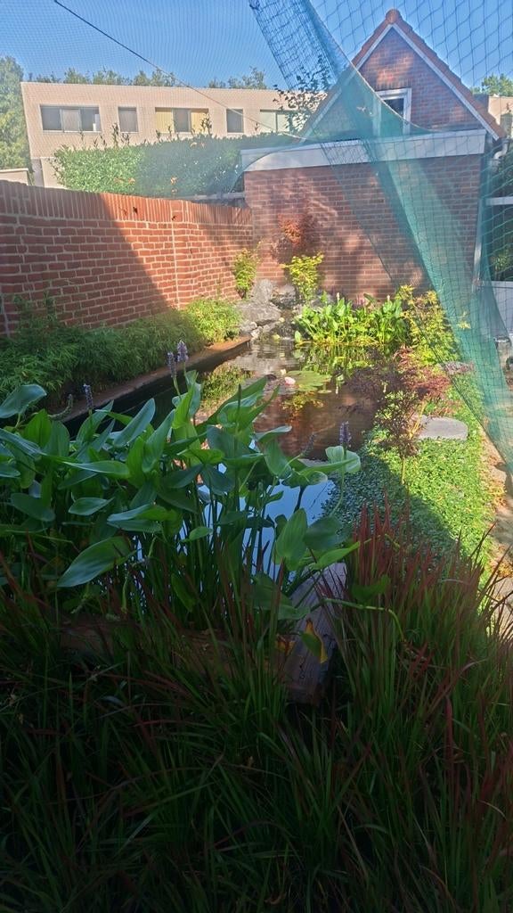 Gezocht: gratis koi/Goudvissen/steuren onze Vijver (Gratis), Goudvis(sen)