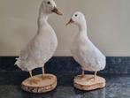 2 Witte Opgezette Eenden - Perfect voor elk interieur, Ophalen of Verzenden