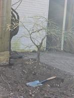 Japanse esdoorn, Tuin en Terras, Ophalen, Bloeit niet, Halfschaduw, Overige soorten