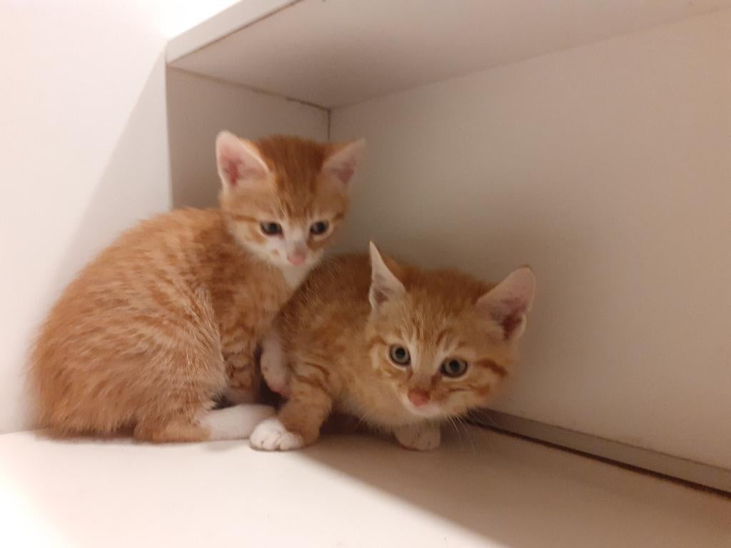 Te koop: 2 lieve kittens  (1x rood mnl+1x zwart met wit vrl), Dieren en Toebehoren, Katten en Kittens | Overige Katten, Kortharig