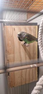 Meyer / Meijer papegaai man, Mannelijk, Papegaai