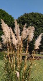 4x Grote Siergras Pluimen - Pampasgras, Ophalen, Volle zon, Vaste plant, Siergrassen