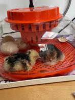 Kippeneieren uitbroeden? Wij helpen graag!, Dieren en Toebehoren, Pluimvee, Geslacht onbekend, Kip