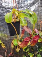 Nepenthes Glandulifera., Ophalen of Verzenden, Halfschaduw, Minder dan 100 cm