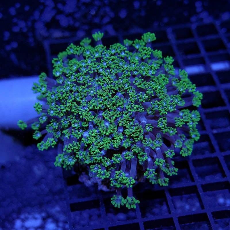 Alveopora, Dieren en Toebehoren