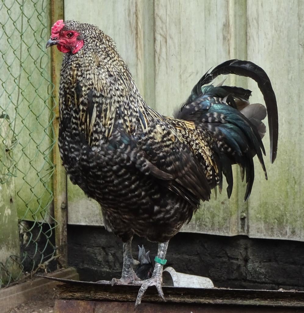 gratis mooie haan, Dieren en Toebehoren, Pluimvee, Kip, Mannelijk