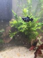 1 molly dalmatier., Dieren en Toebehoren, Vis