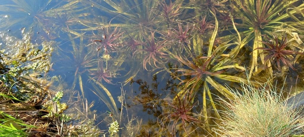 Krabbescheer (Stratiotes aloides) - Zuurstofplant, Tuin en Terras, Planten | Tuinplanten, Ophalen, Volle zon, Vaste plant, Zomer