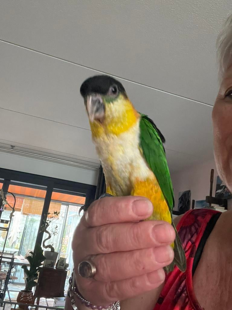 Zwartkop caique, Dieren en Toebehoren, Mannelijk, Papegaai