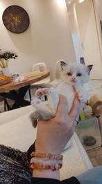 Prachtige Ragdoll kittens in unieke kleuren, Meerdere dieren, Ontwormd, 0 tot 2 jaar