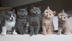 GEZOCHT!! Britse korthaar kitten, Ophalen of Verzenden