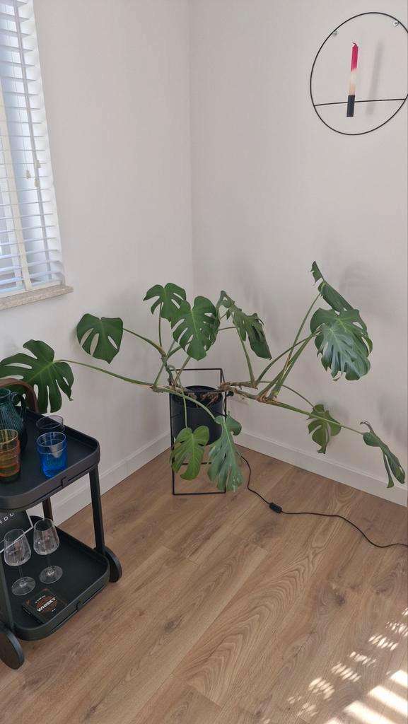 Monstera Deliciosa kamerplant inclusief zwarte hoge pot, Huis en Inrichting, Kamerplanten, 100 tot 150 cm, Groene kamerplant, Halfschaduw