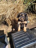 Nog 3 pupjes cavelier King Charles spaniel X met een pomchi, Dieren en Toebehoren, Parvo, Overige rassen, 8 tot 15 weken, Meerdere