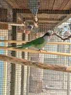 Aymara parkiet, Mannelijk, Parkiet