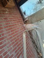 Jonge Tortelduifjes / lachduifjes, Dieren en Toebehoren, Meerdere dieren, Tortelduif