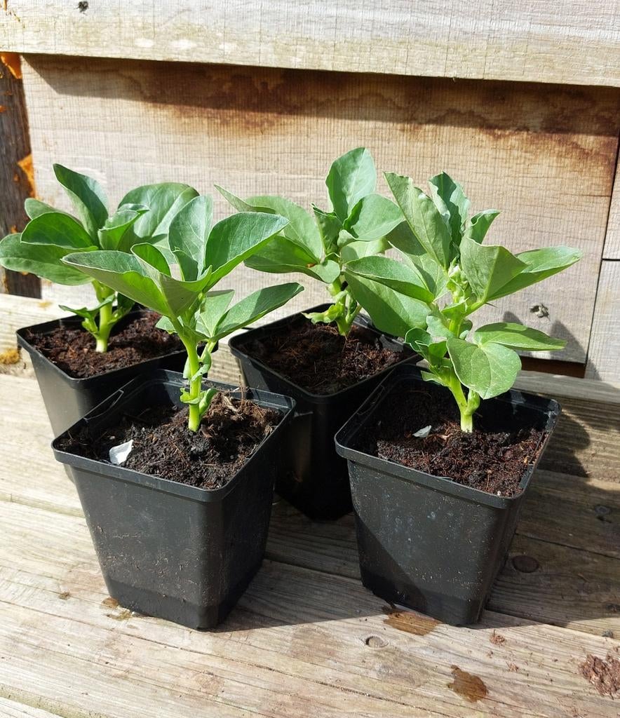 Tuinboon moestuin plantjes te koop, Tuin en Terras, Planten | Tuinplanten, Ophalen, Eenjarig, Groenteplanten, Volle zon