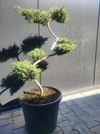 Juniperus pfitzeriana bonsai 80/90, Bloeit niet, Overige soorten, Minder dan 100 cm, Ophalen