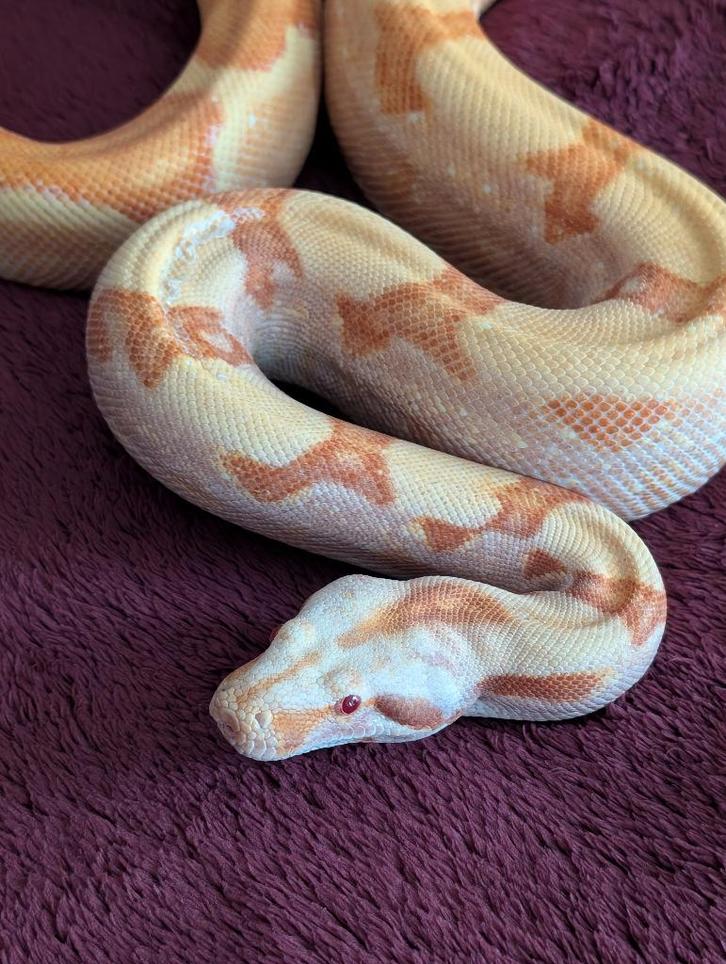 Boa Constrictor - Sunglow Sharp Albino - Female