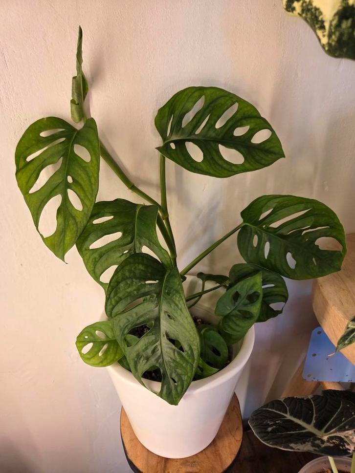 Monstera Adansonii, Huis en Inrichting, Kamerplanten, Overige soorten, Minder dan 100 cm, Groene kamerplant, Volle zon, Ophalen