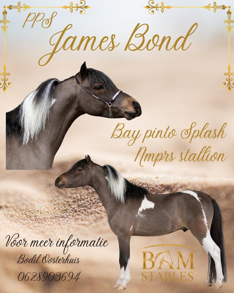 Ter dekking James Bond, Dieren en Toebehoren, Paarden en Pony's | Dekhengsten en Fokmerries