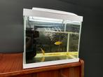klein aquarium, 2 vissen, 2 motoren, Dieren en Toebehoren, Ophalen of Verzenden