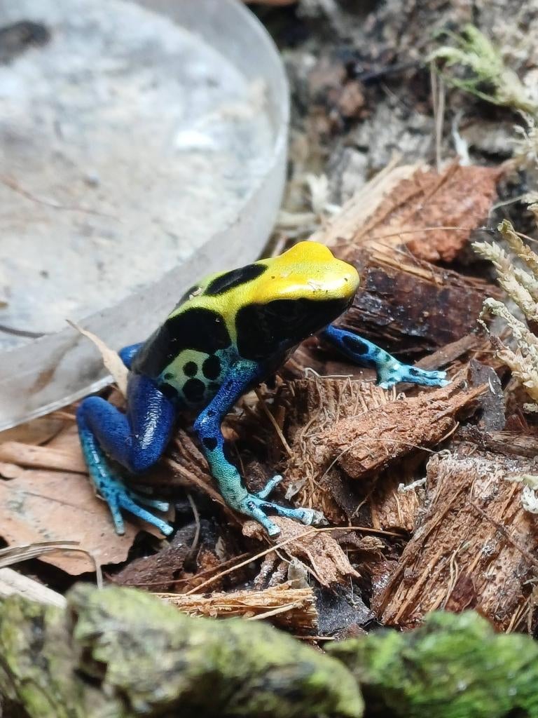 Gifkikkers - Dendrobates tinctorius Brasil Frog - unknown for sale from E. Peel