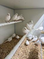 Te koop 31 witte kanarie s mannen en poppen, Dieren en Toebehoren, Meerdere dieren