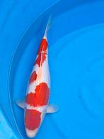 hele mooie kohaku, Karper of Koi