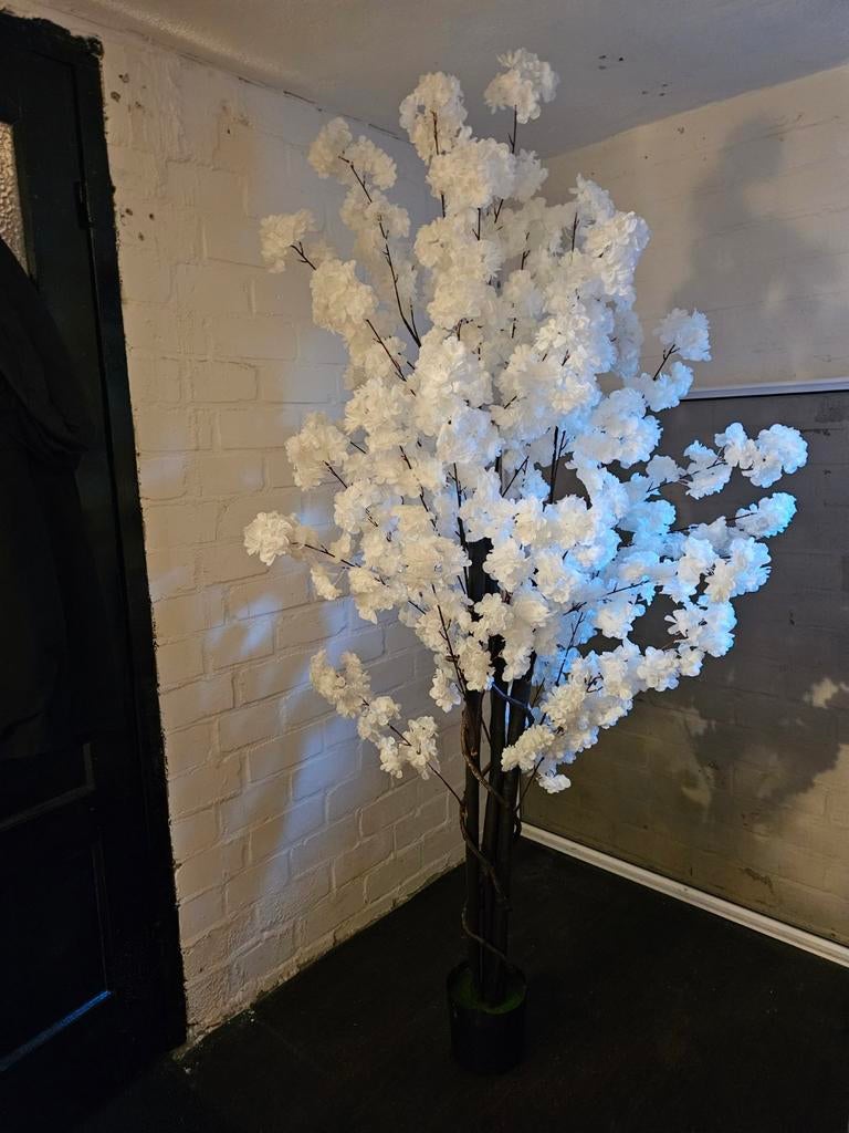 bloesemboom en pampasgras boompjes, Huis en Inrichting, Ophalen, 200 cm of meer, Overige soorten, Halfschaduw