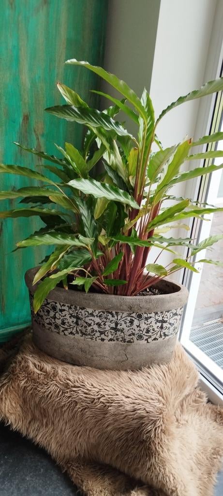 Calathea inclusief brocante pot, Ophalen, Halfschaduw, Minder dan 100 cm