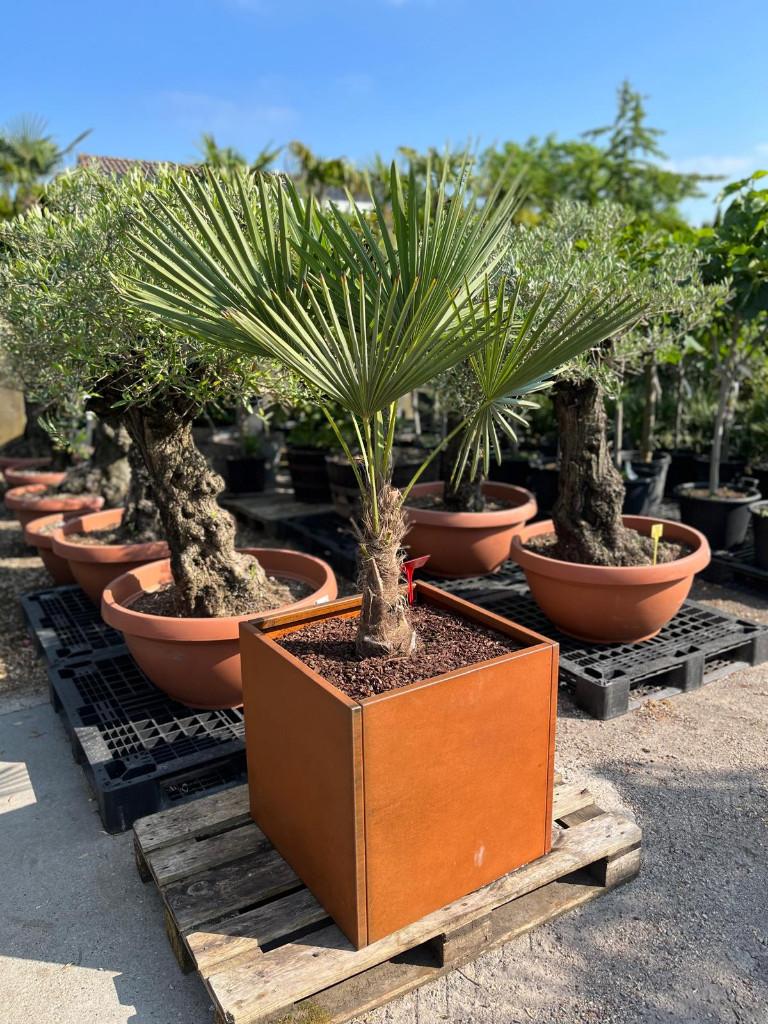 Prachtige plantenbakken cortenstaal, Minder dan 30 cm, Minder dan 60 cm, Vierkant, Nieuw