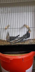 Valkparkieten, Meerdere dieren