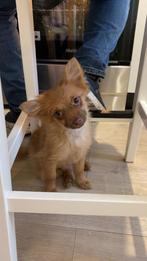 Nog 1 superlieve en mooie Pomchi pup mag gelijk verhuizen️, Dieren en Toebehoren, Parvo, 8 tot 15 weken, Eén hond, Nederland