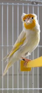 Bastaard putter man met één kuif van 2025, Dieren en Toebehoren, Mannelijk, Wildzangvogel, Geringd