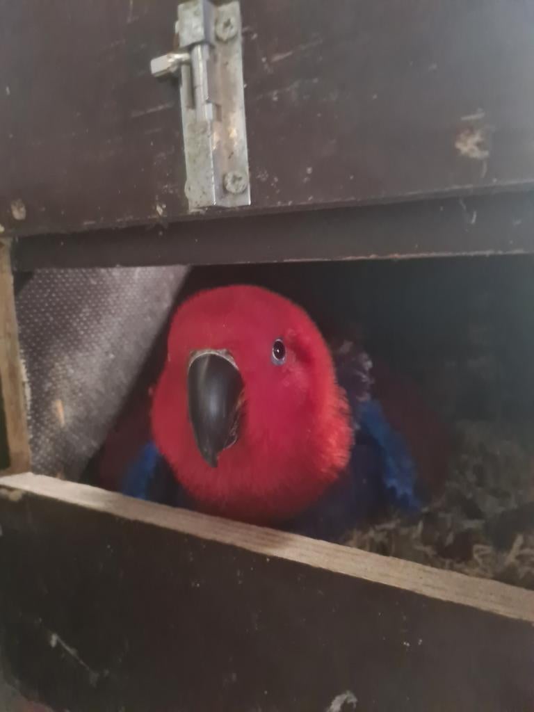 kweekkoppel Nieuw-Guinea Edelpapegaai, Eclectus Roratus, Dieren en Toebehoren, Vogels | Parkieten en Papegaaien, Meerdere dieren