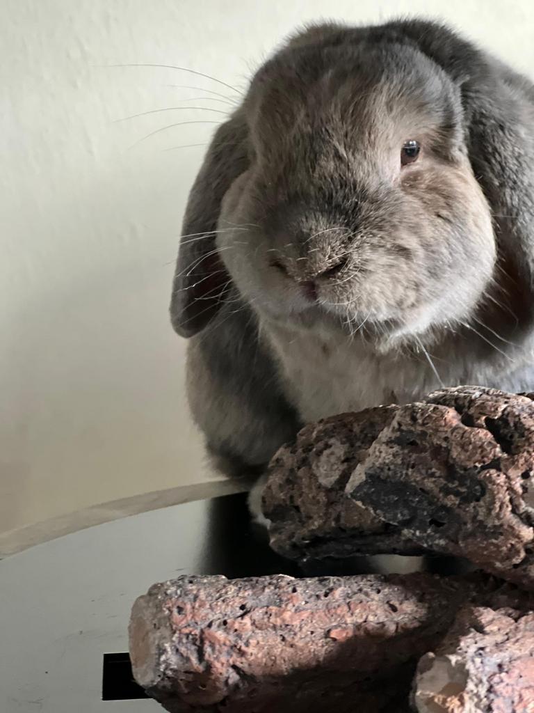 Hangoor dwergkonijn   Zoekt nieuwe fijne huis, Mannelijk, Middelgroot, Hangoor, 3 tot 5 jaar