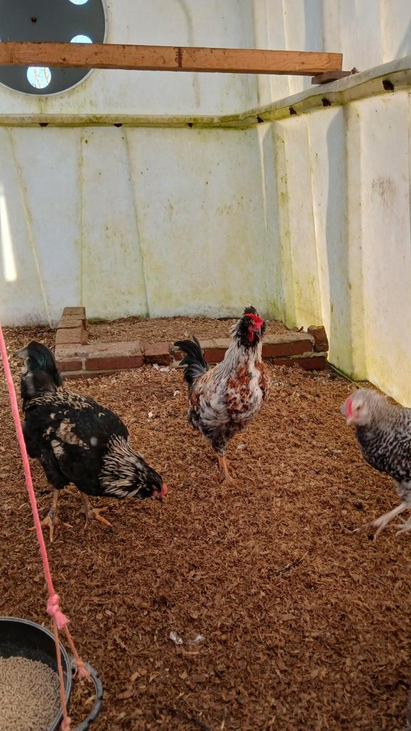 Jonge hanen.  Araucana., Dieren en Toebehoren, Pluimvee, Kip, Mannelijk