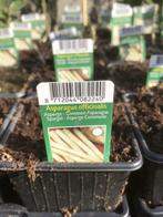 Asperge planten verschillen rassen, Ophalen, Overige soorten, Volle zon