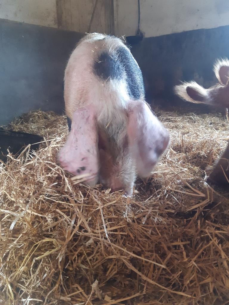 tamwort beer en bonte bentmeijer zeug, Dieren en Toebehoren, Schapen, Geiten en Varkens, Meerdere dieren, Varken, 0 tot 2 jaar