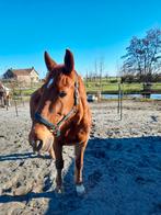 Gezocht verzorgster/ger voor ruin op leeftijd, Dieren en Toebehoren