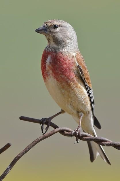 Man kneuter 2025 goed geringt en op zang, Mannelijk, Geringd